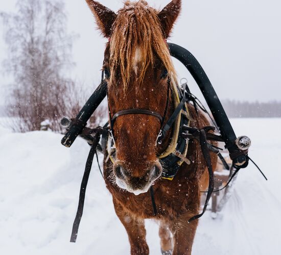 Horse Sleigh Ride under the Night Sky © apukka resort